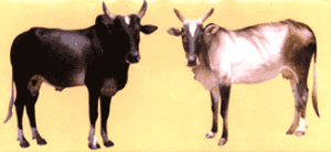 UMBALACHERI cow breed