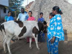 Cow rearing training