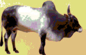 Save the Indian Cow  - It Saves People and Globe