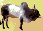 Save the Indian Cow  - It Saves People and Globe