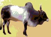 Save the Indian Cow  - It Saves People and Globe