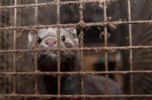 Mink in a cage. Photo:  Dyrsfrihet/Flickr