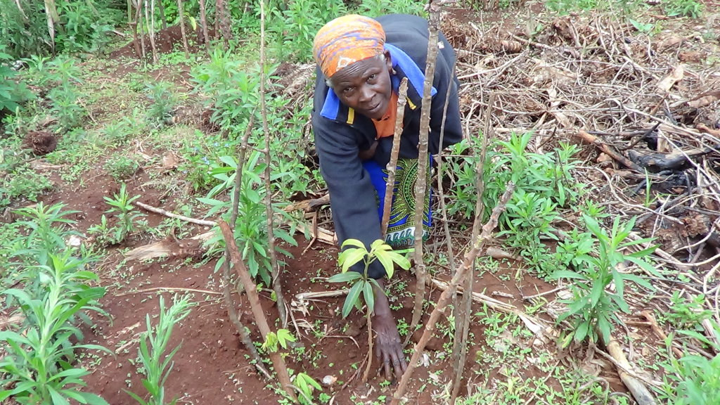 Improve Coffee Production in Embu