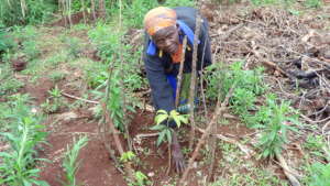 Coffee farmer harvesting coffee berry
