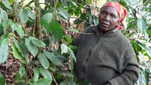 Coffee farmer showing his coffee stems