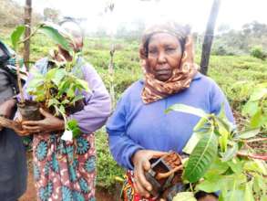 Coffee farmers planting grafted fruit trees