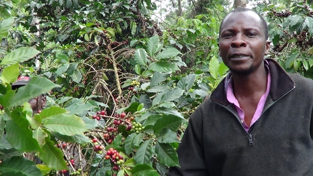Improve Coffee Production in Embu