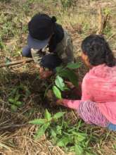 Planting cacao