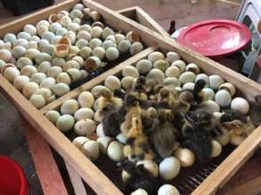 ducklings