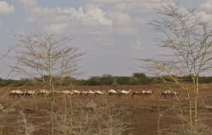 Not an uncommon sight - camels herds in Marsabit