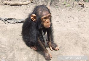 lone chimp rescued in DRC