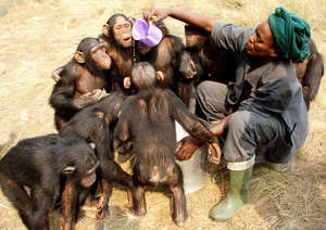 chimps with keeper at Tchimpounga
