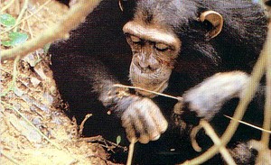 baby chimp