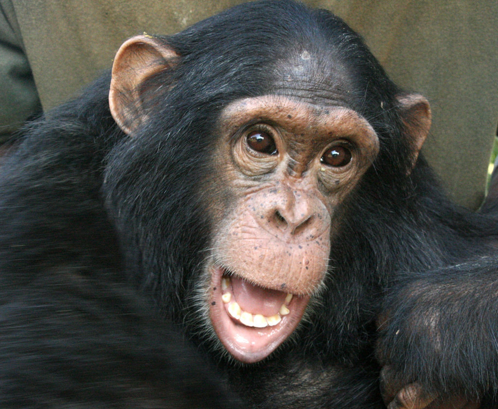 You can give 140 orphaned chimpanzees a safe haven