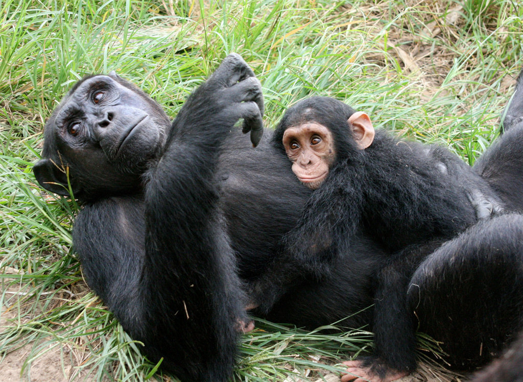 You can give 140 orphaned chimpanzees a safe haven