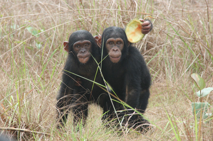 You can give 140 orphaned chimpanzees a safe haven