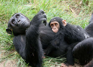 Mboulou playing with baby chimp