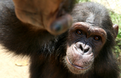 You can give 140 orphaned chimpanzees a safe haven