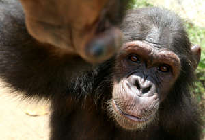 You can give 140 orphaned chimpanzees a safe haven