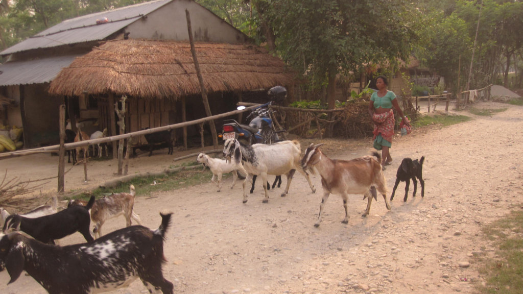 A Woman Herds Her Goats in a Village in Nepal