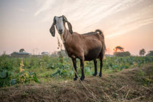 A Goat Poses in Chitwan