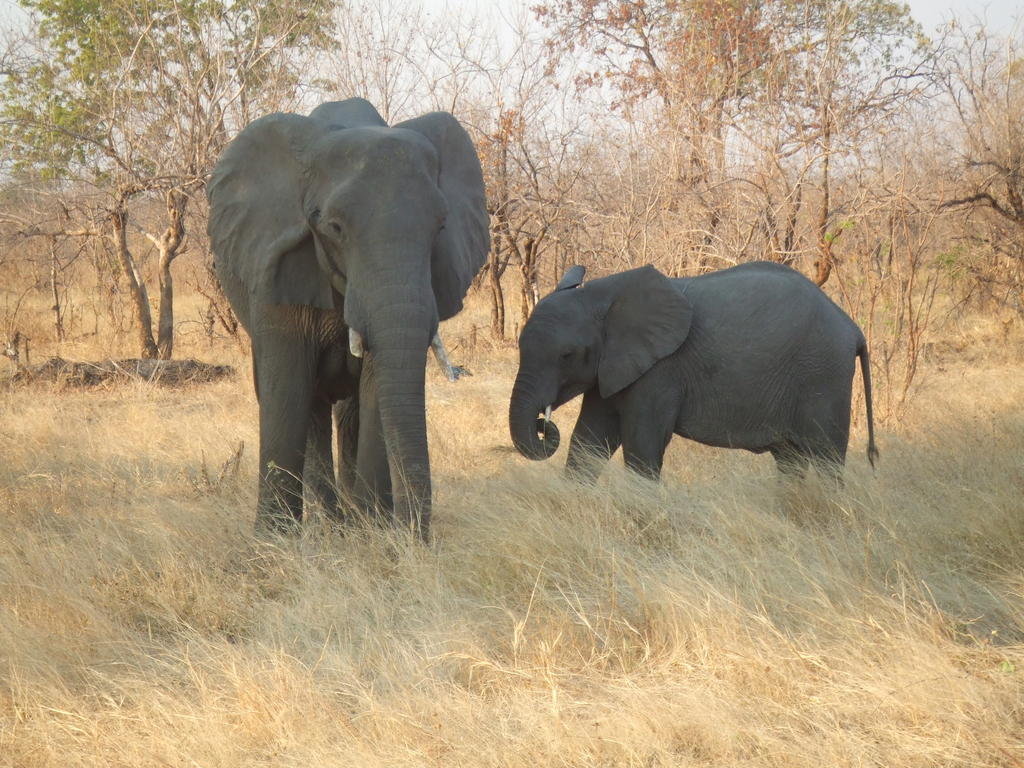 Sneezing elephants: protecting crops in Zambia