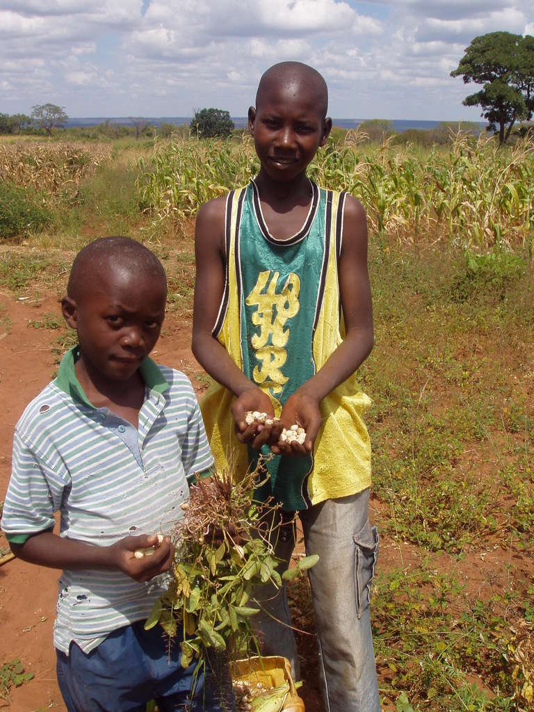Sneezing elephants: protecting crops in Zambia
