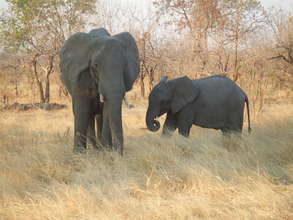 Marauding elephants in Zambia