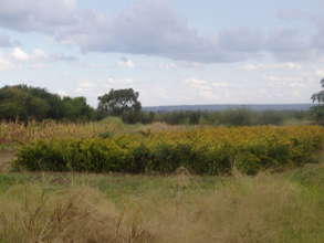 Chilli hedges protecting farmer's crops