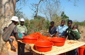 Sneezing elephants: protecting crops in Zambia