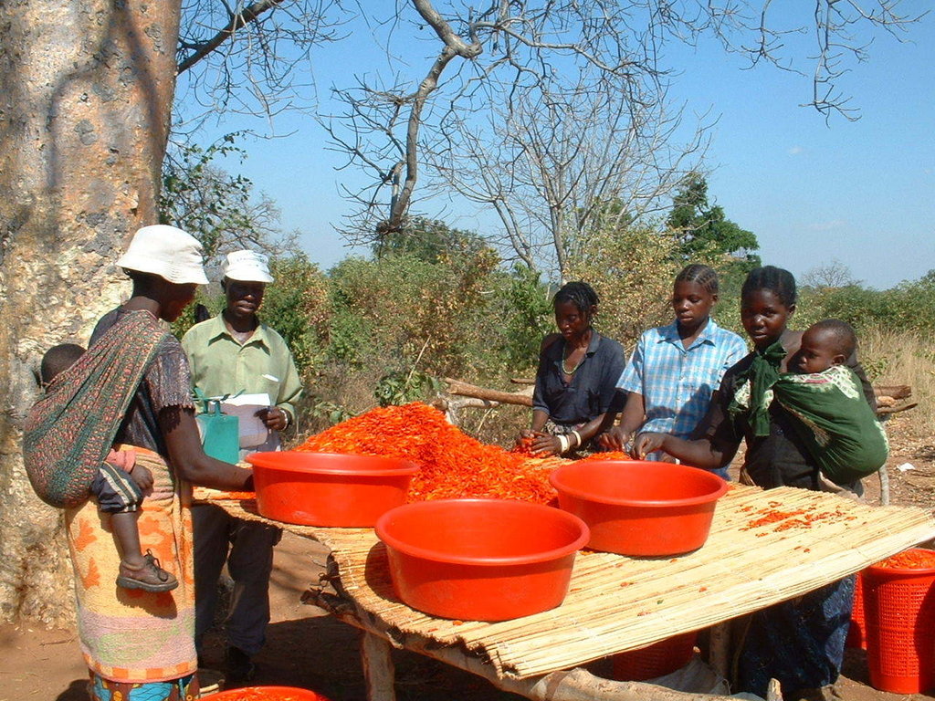 Sneezing elephants: protecting crops in Zambia
