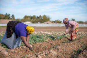 IRC clients plant seedlings at a New Roots garden