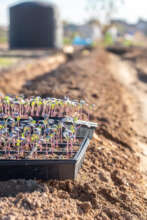 Seedlings grown by farmers ready to be planted