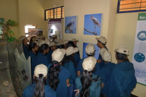The migratory Birds - ACT Senior explains it all!