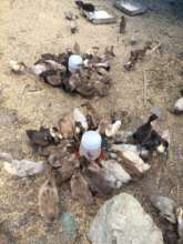 Newly-hatched ducklings
