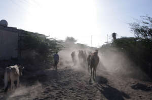 Farmers struggle to find pasture for livestock