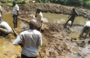 Mountain Gorilla conservation Fish Ponds in Uganda