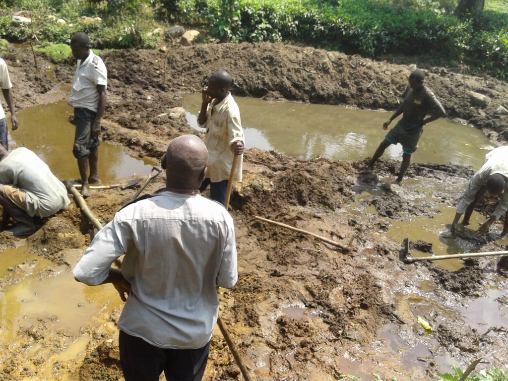 Mountain Gorilla conservation Fish Ponds in Uganda