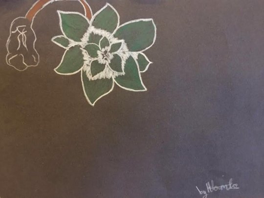 Flowers - Hlomla