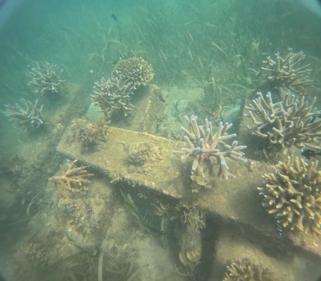 Thriving corals!