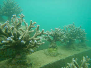 Healthy corals