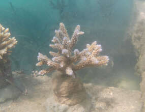 Newly planted coral