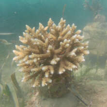 Planted corals