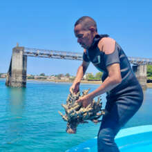 The dead corals removed from the cluster