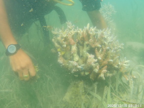 Thriving corals