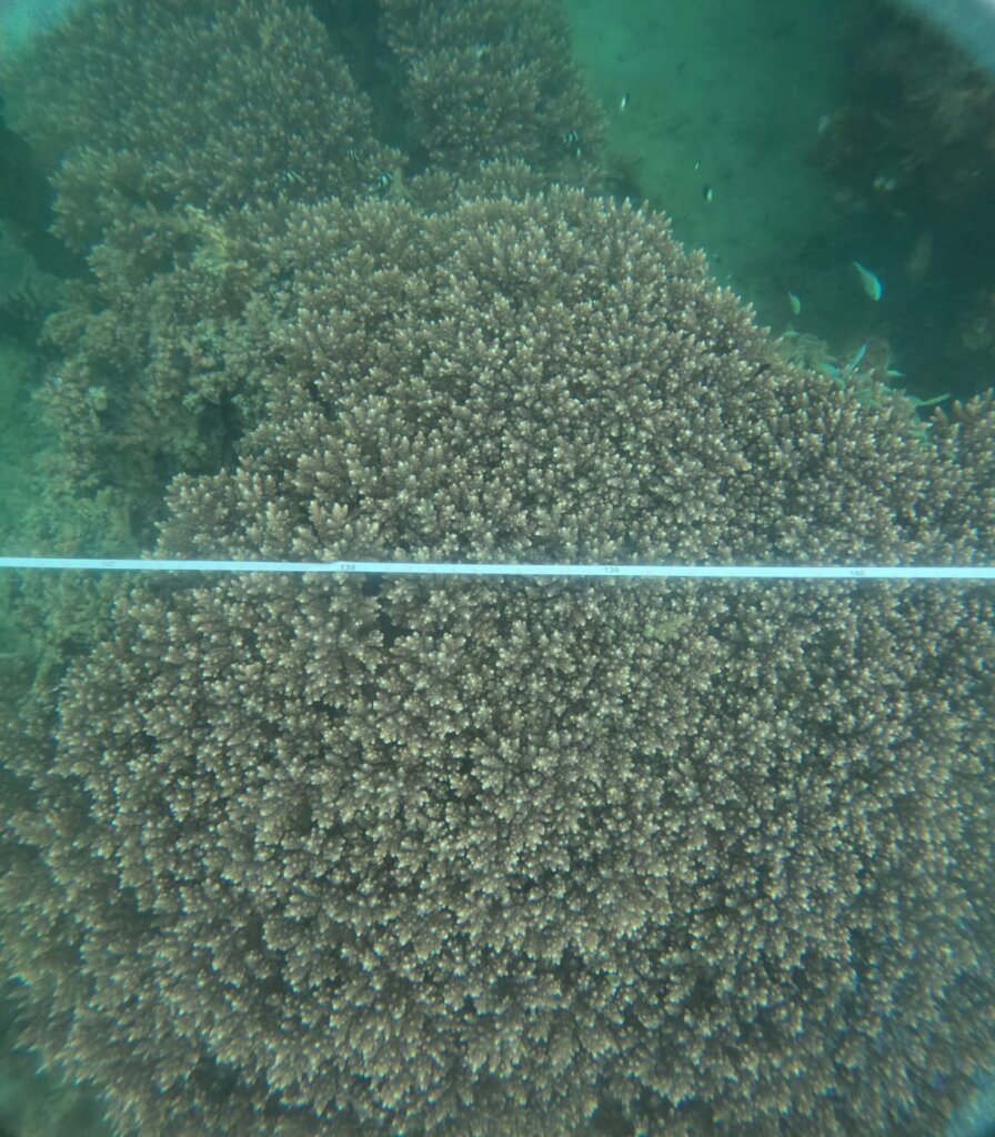 Monitoring corals