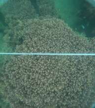 Monitoring corals