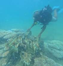 Fortnight patrols at the coral garden