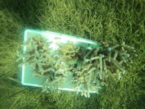 Healthy corals, a source of 'seeds'