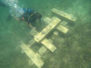 Blocks with balls ready for transplanting